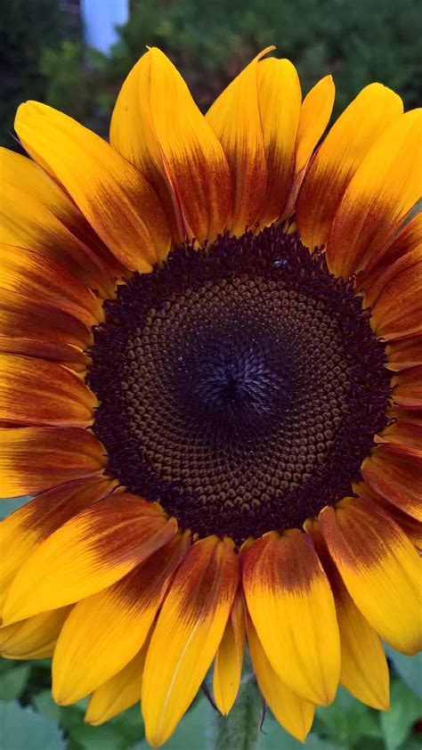 Beautiful Sunflower Wallpaper Backiee