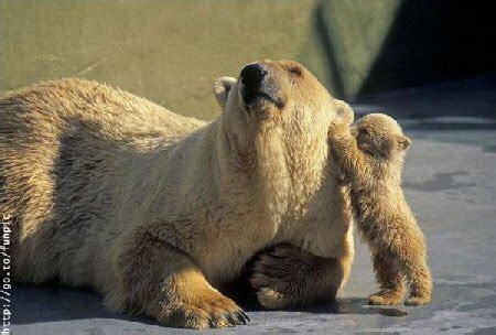 Cute Bears New Pictures-Photos 2011 | Funny And Cute Animals