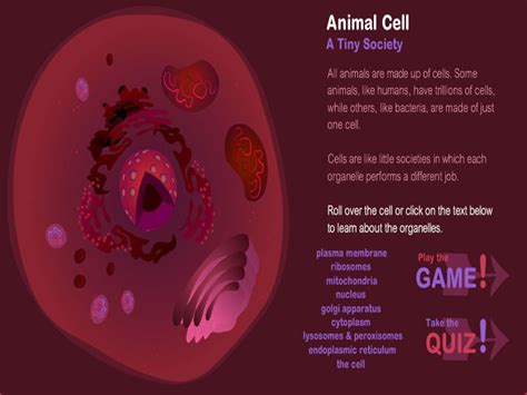 Cell — synonyms and related words: Animal Cells | English-Guide.org