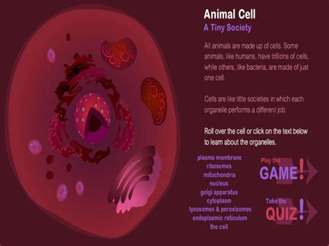 Browse the use examples 'animal cell' in the great english corpus. Animal Cells | English-Guide.org