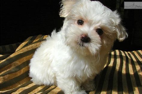 See more of maltese puppies for adoption on facebook. Maltese puppies for sale in texas, stock options mcmillan