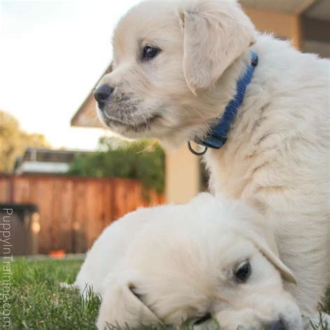 Lancaster puppies pairs english cream golden retriever breeders with great people like you. English Cream Golden Retriever Puppies From Newborn To 8 ...