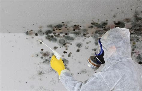 Professional Vs Diy Mold Removal Which Is Better