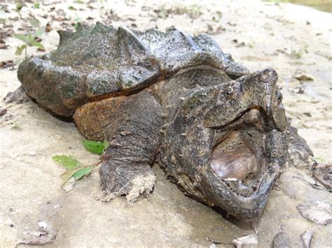 Alligator Snapping Turtle Research In Louisiana Us Geological Survey