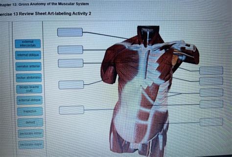 Solved Hapter 13 Gross Anatomy Of The Muscular System Chegg Com