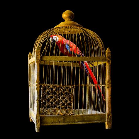Animals Parrot Cage Imprisoned Dom Exotic Golden Cage Birdcage