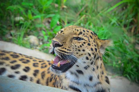 Pittsburgh Zoo Amur Leopard Angela N Flickr