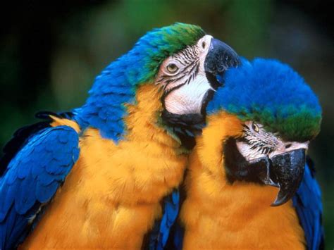 Conheça As Espécies De Aves Mais Românticas Da Fauna Brasileira A