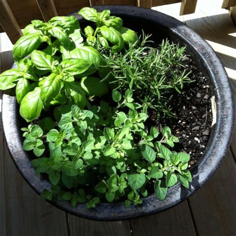 My Herbs For The Summer Basil Rosemary And Oregano Rosemary Basil