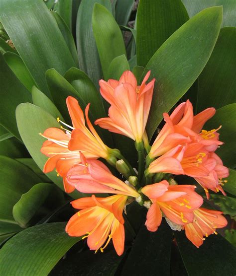 Orange Tropical Flower Free Stock Photo Hd Tropical Flower