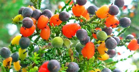 This Amazing Tree Grows 40 Different Kinds Of Fruit Inhabitat Green