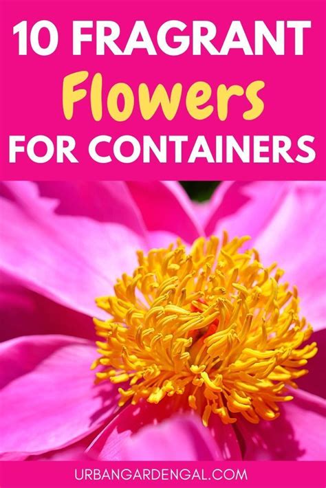 Fragrant Flowers Are Ideal For Containers So You Can Enjoy