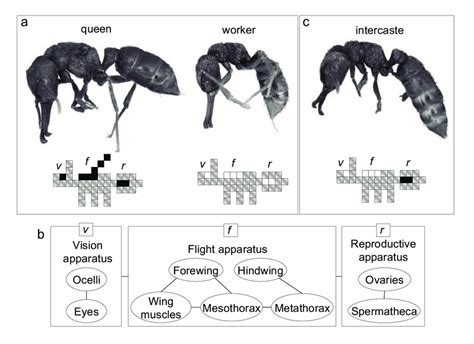 Modularity In Ant Castes Winged Queens And Workers And Intercastes