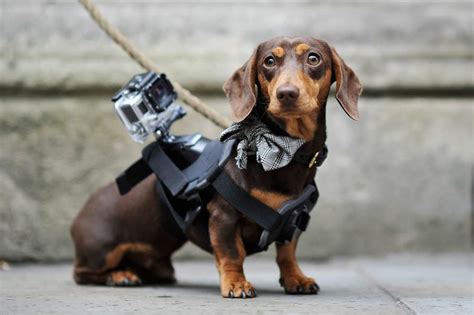 Dog Gopro Oh The Things You Can Buy