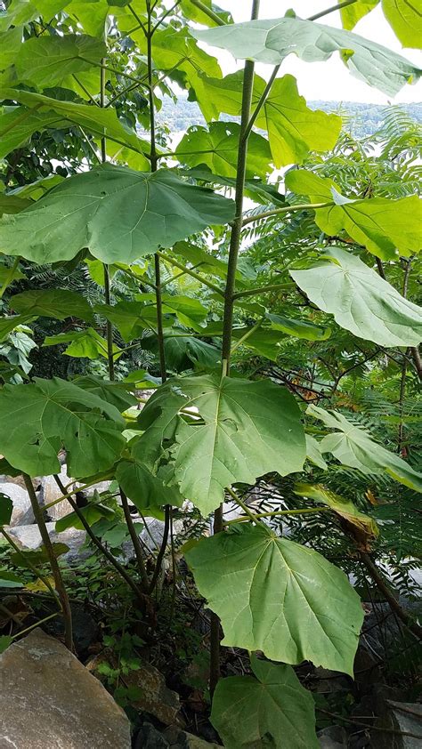 Trees With Big Leaves And Long Pods Held In High Regard Weblogs