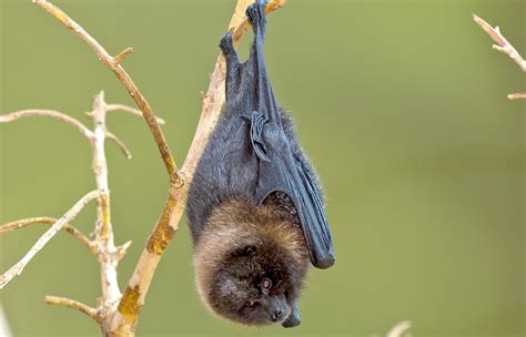 Cute Fruit Bat