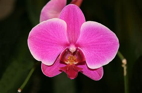 Check out our moth orchids selection for the very best in unique or custom, handmade pieces from our shops. Phalaenopsis - Wikipedia