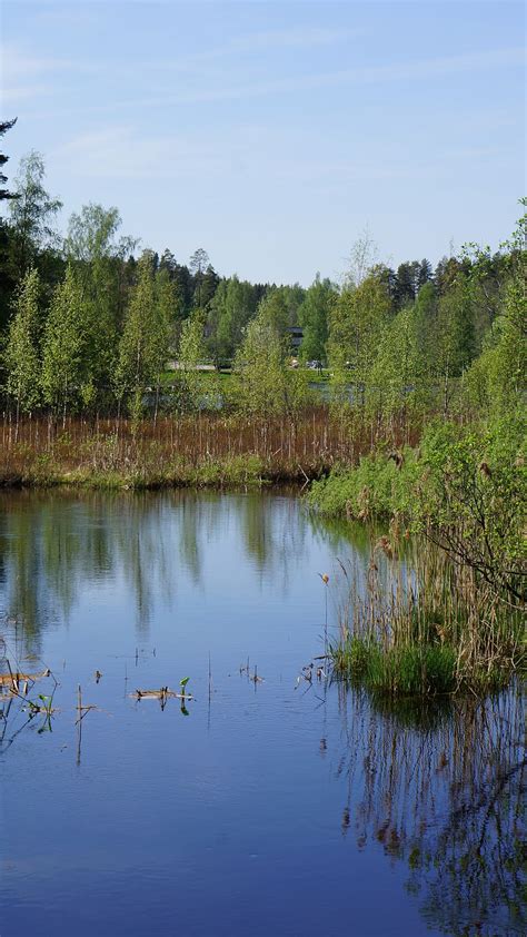 Hd Wallpaper Finnish Landscape Swamp River Wetland Reeds