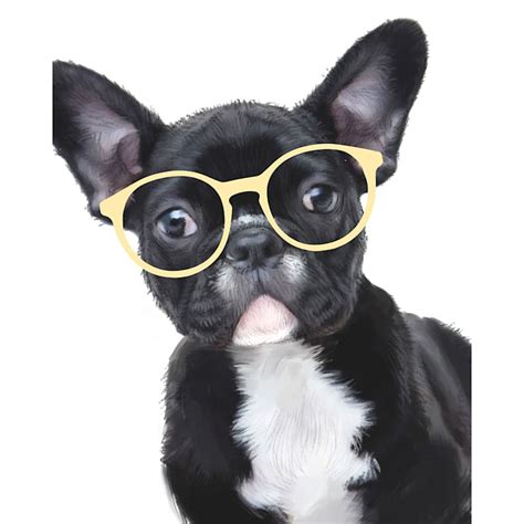 Portrait Of French Bulldog Wearing Glasses — Shortsighted Lying On