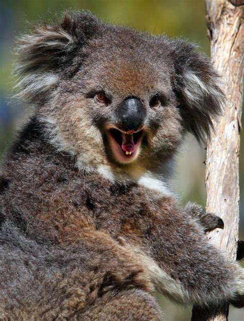 Smiling Animals Koala Bear Goodtoknow