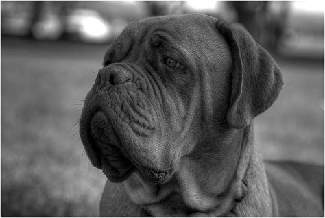 Dogue De Bordeaux Noir