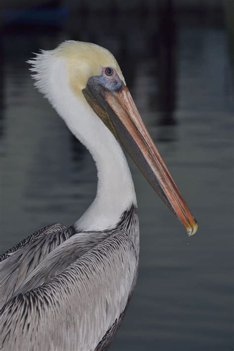 Brown Pelican Adult Boynton Inlet Adupont Dsc02642 Audubon Everglades