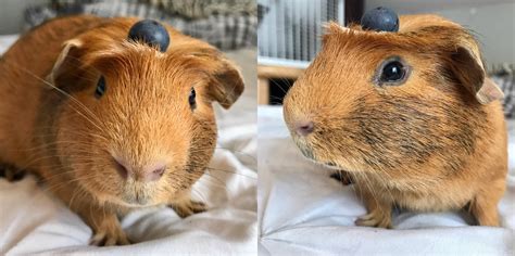 The Proper Use Of A Crested Guinea Pig Rguineapigs