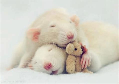 Baby Cute Hamster Love Image 660220 On