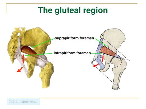 Ppt Gluteal Region And Posterior Region Of Thigh And Leg Powerpoint