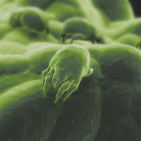 New Treatment For Controlling Dust Mite Allergy News And Updates At