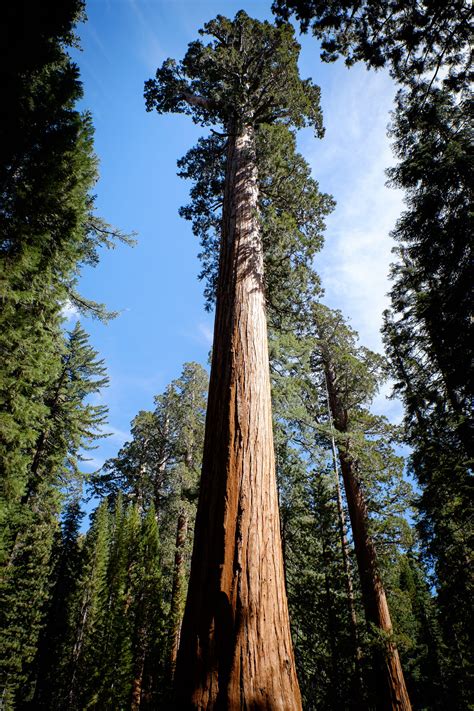 Giant Sequoias At Mariposa Grove Yosemite National Park March 2015