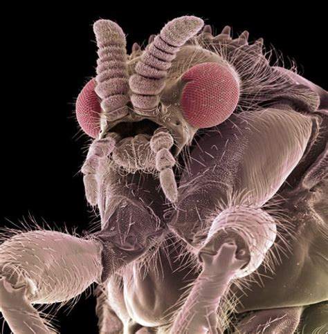 电子显微镜下昆虫头部高清照片组图手机新浪网