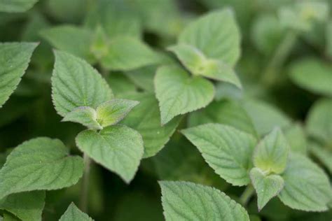 10 Refreshing Mint Varieties To Grow Bbc Gardeners World Magazine