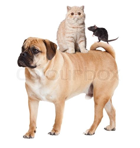 Dog Cat And Mouse Isolated Stock Image Colourbox