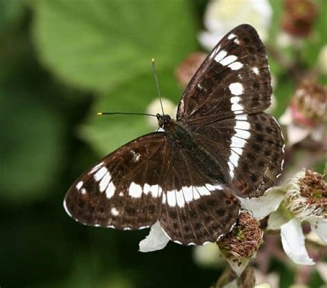 Brown And White Butterfly Butterflies Pinterest