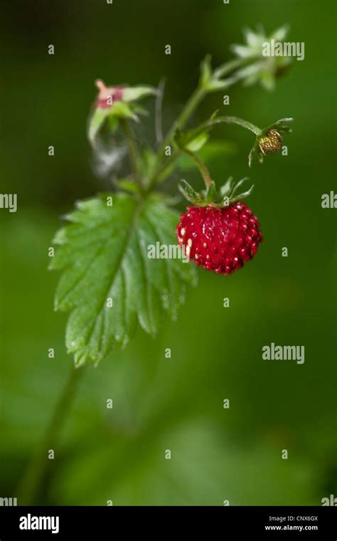 Wild Strawberry Woodland Strawberry Woods Strawberry Fragaria Vesca