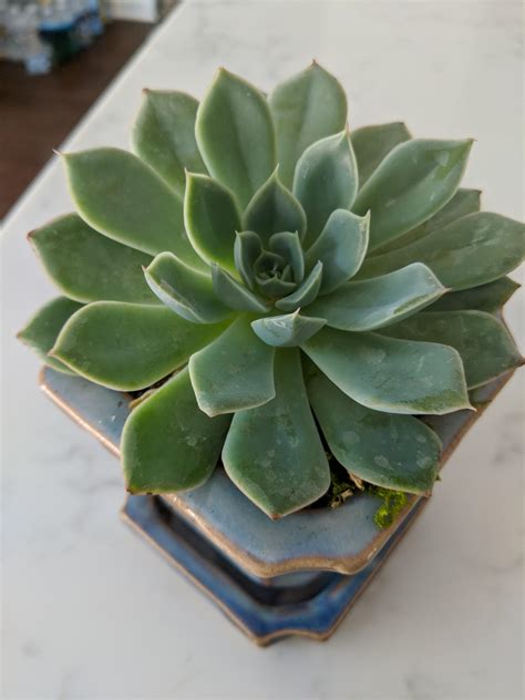 Can Someone Help Me Identify This Succulent Please R Succulents