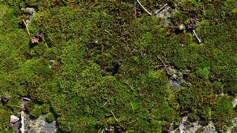 Moss On Wall Texture