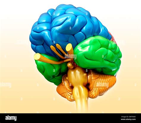 Darstellung Der Anatomie Des Menschlichen Gehirns Stockfotografie Alamy