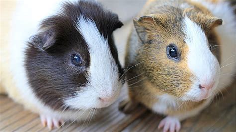 Guinea Pigs 🔴 Cute And Funny Guinea Pig Videos Compilation