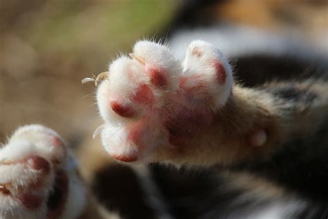 Effettuare un taglio netto e deciso. Tagliare le unghie al gatto, ecco come fare - Dogalize