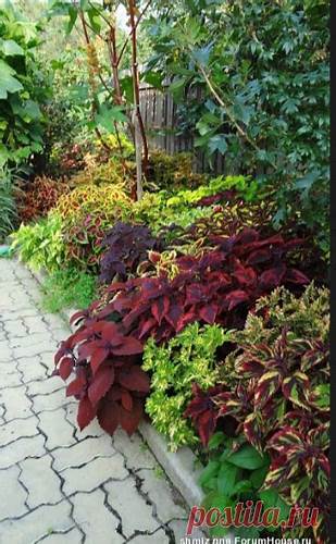 Форум диеты похудение Колеусы в нашем саду | Страница 72 | Форум - FORUMHOUSE | сад дизайн Колеусы в нашем саду | Страница 72 | Форум - FORUMHOUSE | сад дизайн Форум диеты похудение