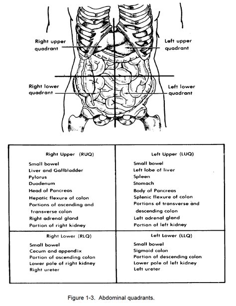 Includes free quiz on the abdominal regions and quadrants. 1-16. EXAMINATION OF THE ABDOMEN | Nursing Care Related to ...