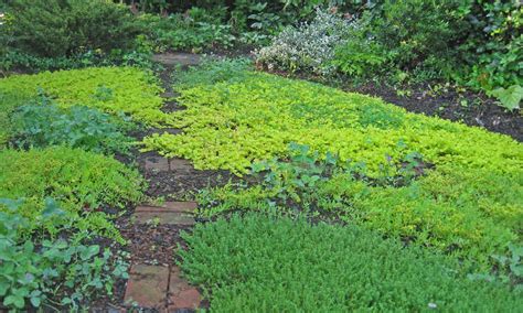 Best Ground Cover Plants To Prevent Weeds Clearance Prices Save 56