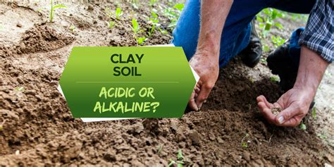 Is Clay Soil Acidic Or Alkaline Soil Ph Range Explained Grow Your Yard
