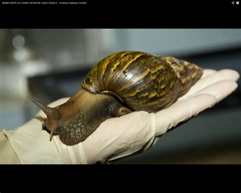 Attack Of The Giant Snails Giant African Land Snail Live Science