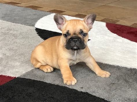 French bulldog puppies kc registered a fantastic litter of 9 born 3rd january. French Bulldog Puppies For Sale in Indiana & Chicago ...