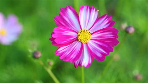 Download 206,004 single flower images and stock photos. Single Flower Stock Footage Video (100% Royalty-free ...