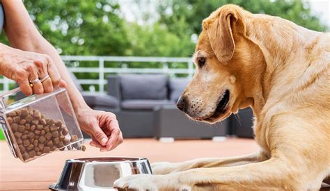 Cómo alimentar a tu perro Blog NATFY