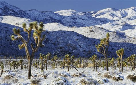 Snow Covered Desert Wallpapers And Images Wallpapers Pictures Photos